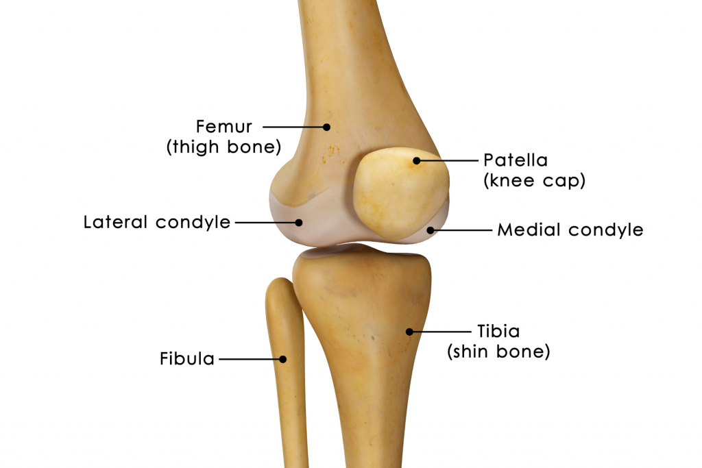 Articolazione del ginocchio - trattamento della gonartrosi